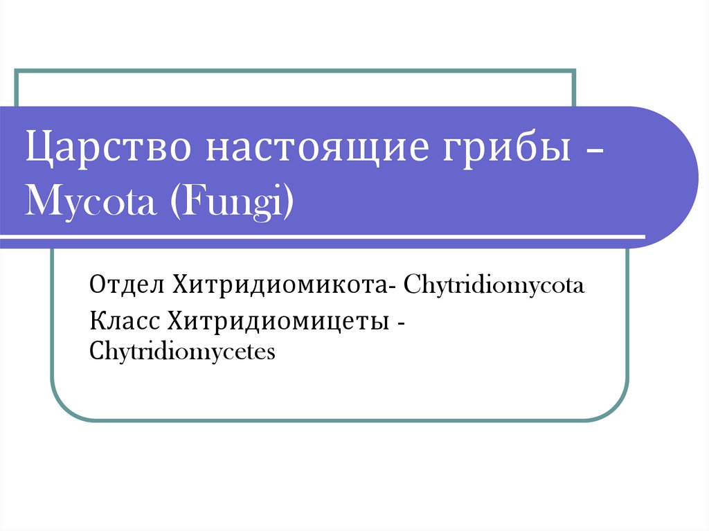 Царство настоящие грибы – Mycota (Fungi)