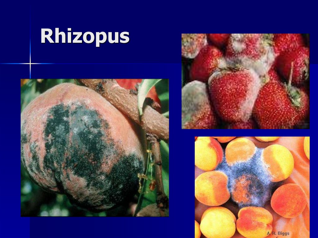 Rhizopus