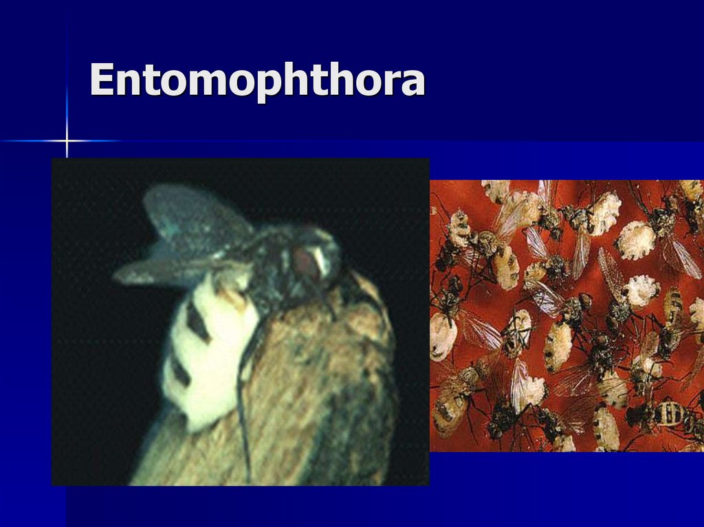 Entomophthora