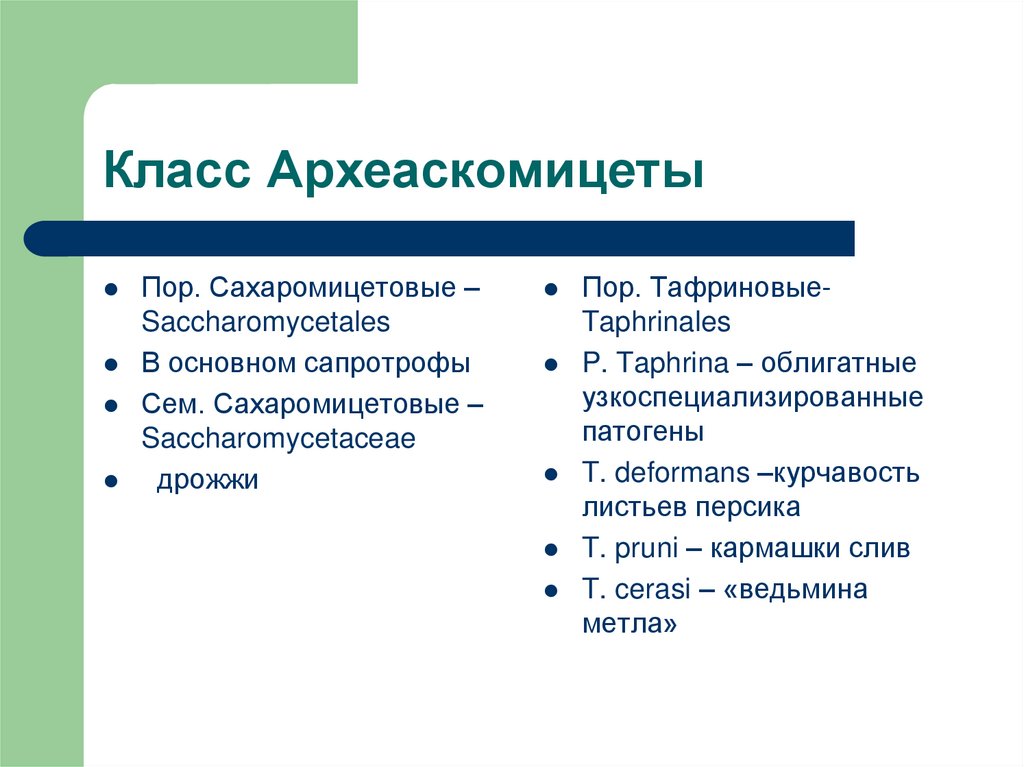 Класс Археаскомицеты