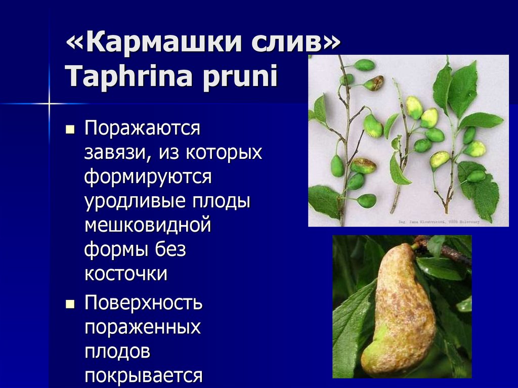«Кармашки слив» Taphrina pruni