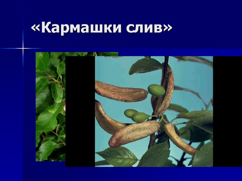 «Кармашки слив»