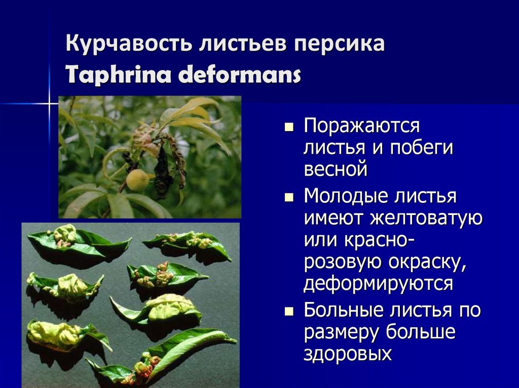 Курчавость листьев персика Taphrina deformans