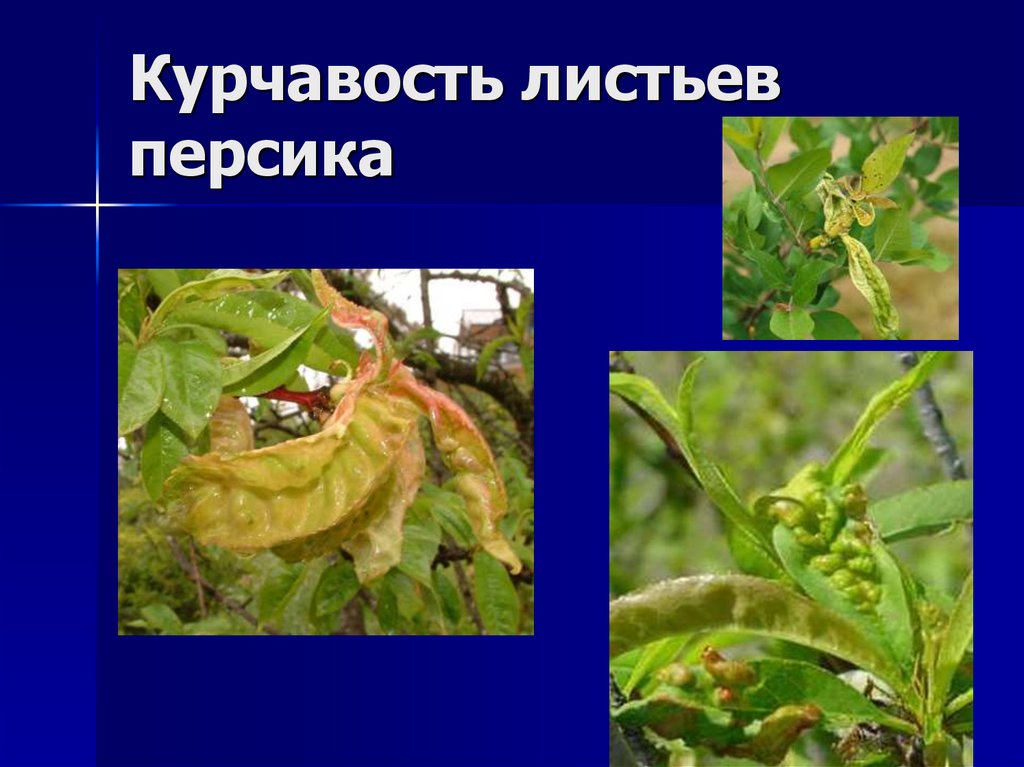 Курчавость листьев персика