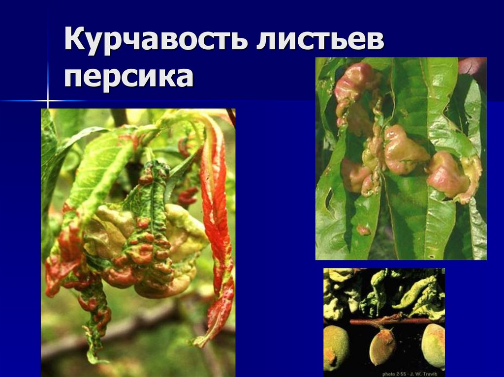 Курчавость листьев персика