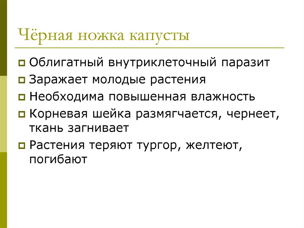 Чёрная ножка капусты