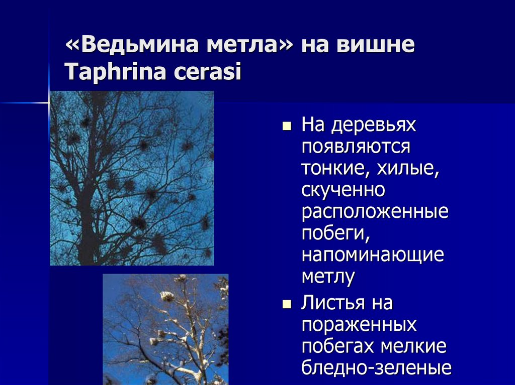 «Ведьмина метла» на вишне Taphrina cerasi