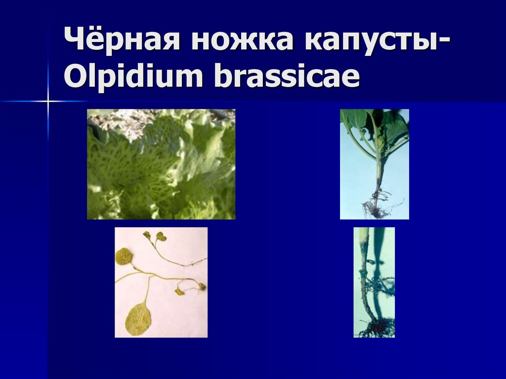 Чёрная ножка капусты-Olpidium brassicae