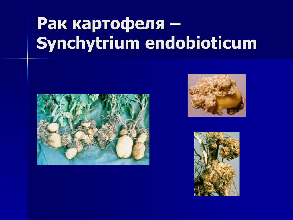 Рак картофеля –Synchytrium endobioticum