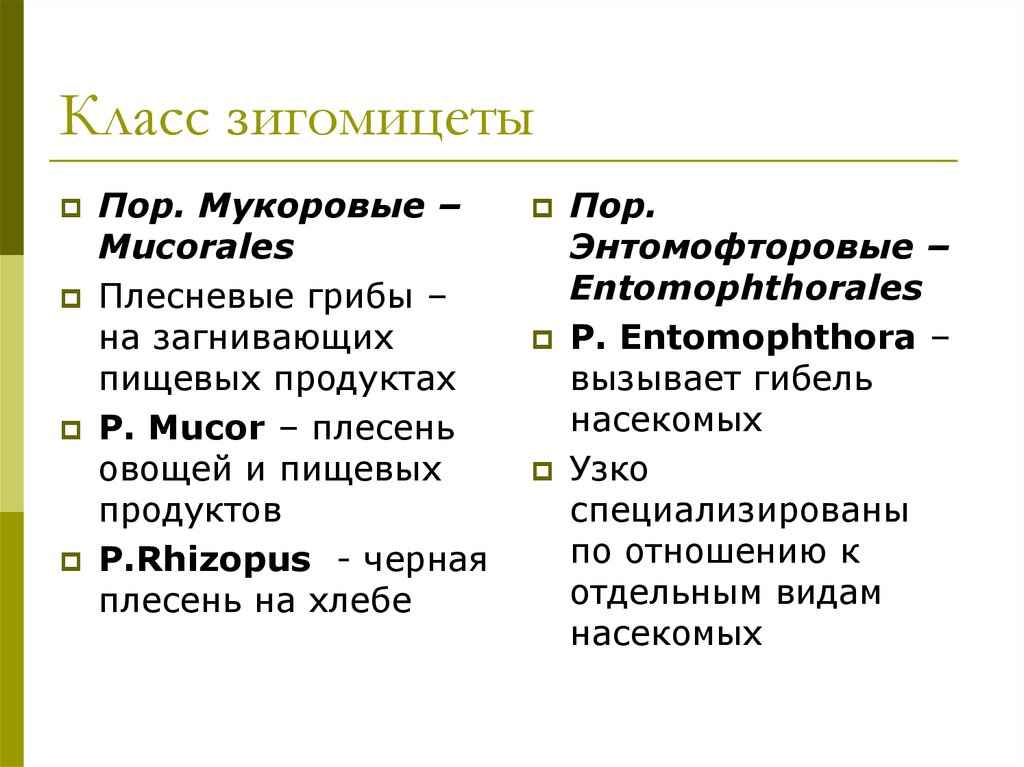 Класс зигомицеты