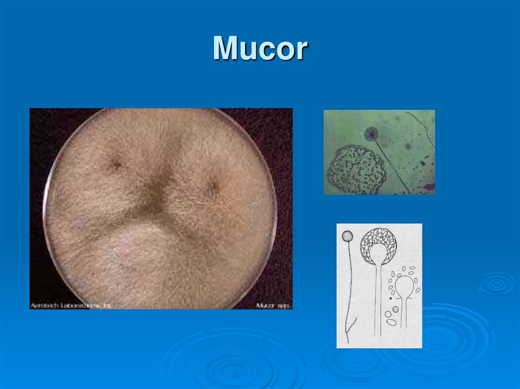 Mucor