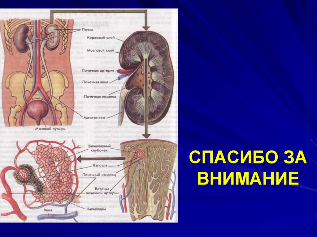 СПАСИБО ЗА ВНИМАНИЕ