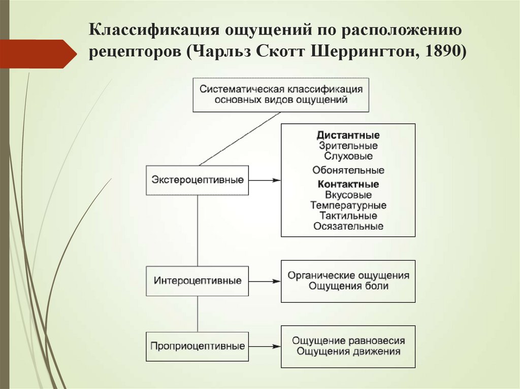 Классификация ощущений по расположению рецепторов (Чарльз Скотт Шеррингтон, 1890)