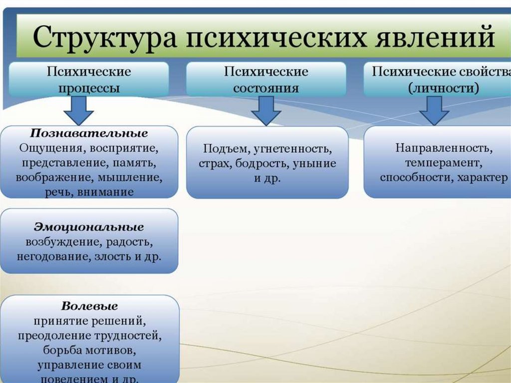 Психические познавательные процессы: общая характеристика