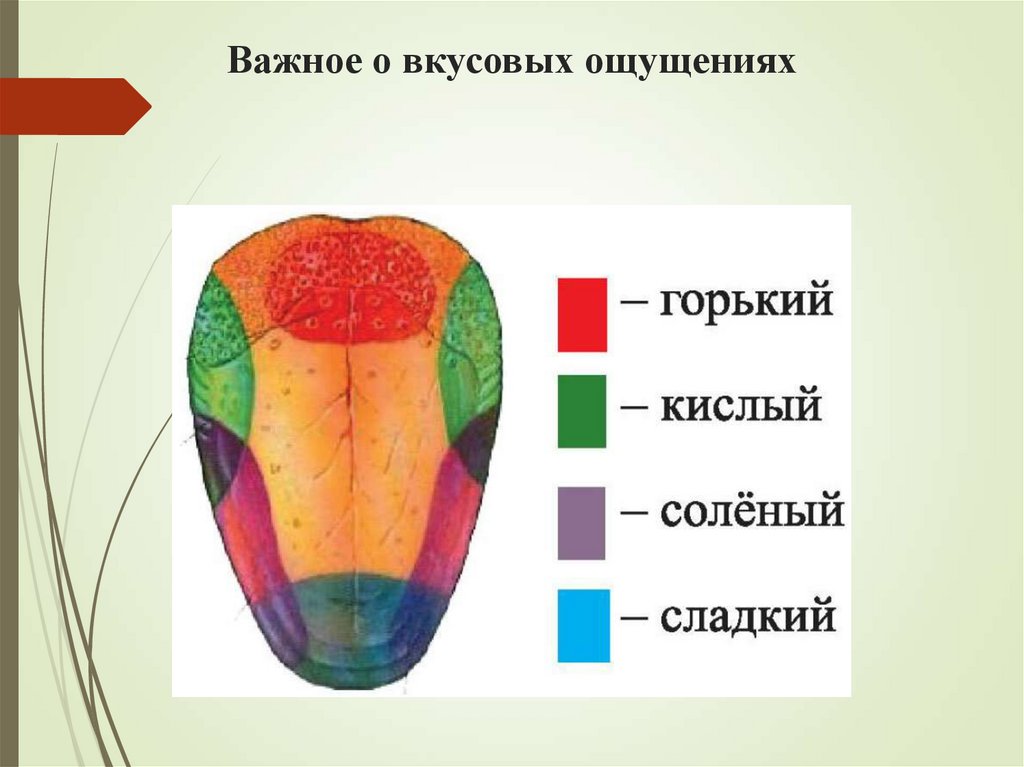 Важное о вкусовых ощущениях