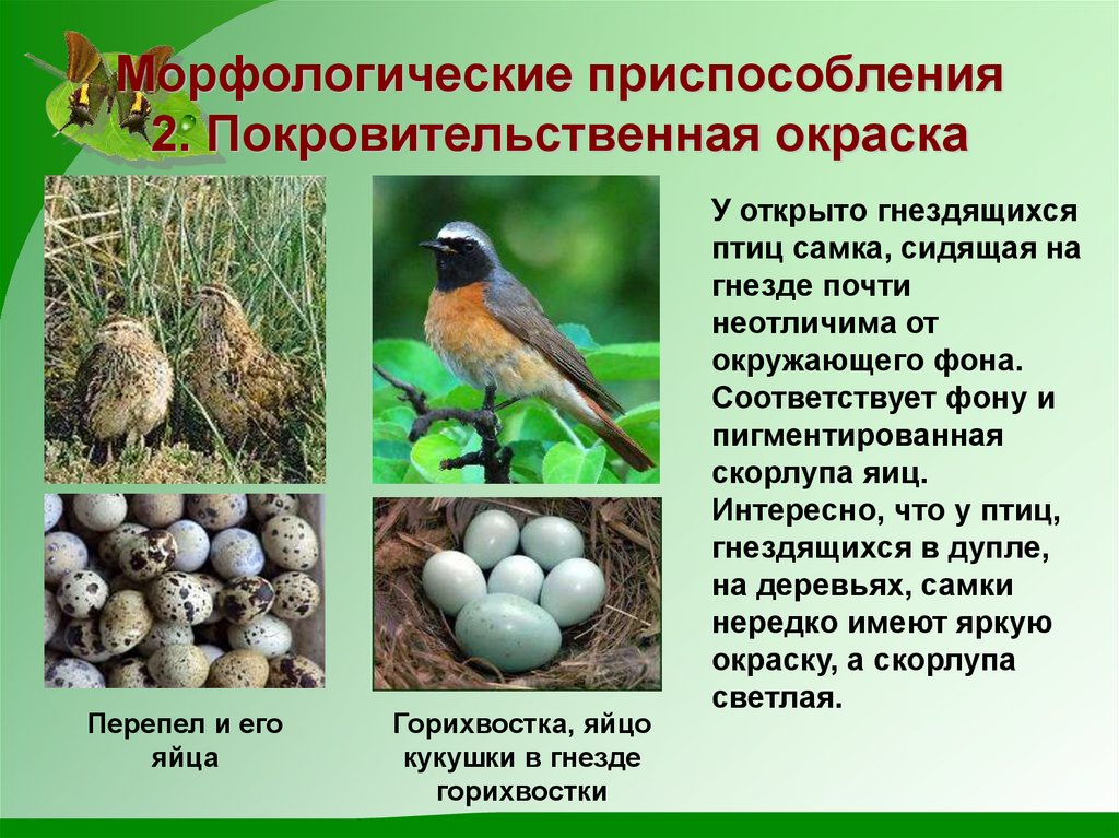 Морфологические приспособления 2. Покровительственная окраска