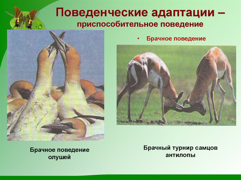 Поведенческие адаптации – приспособительное поведение