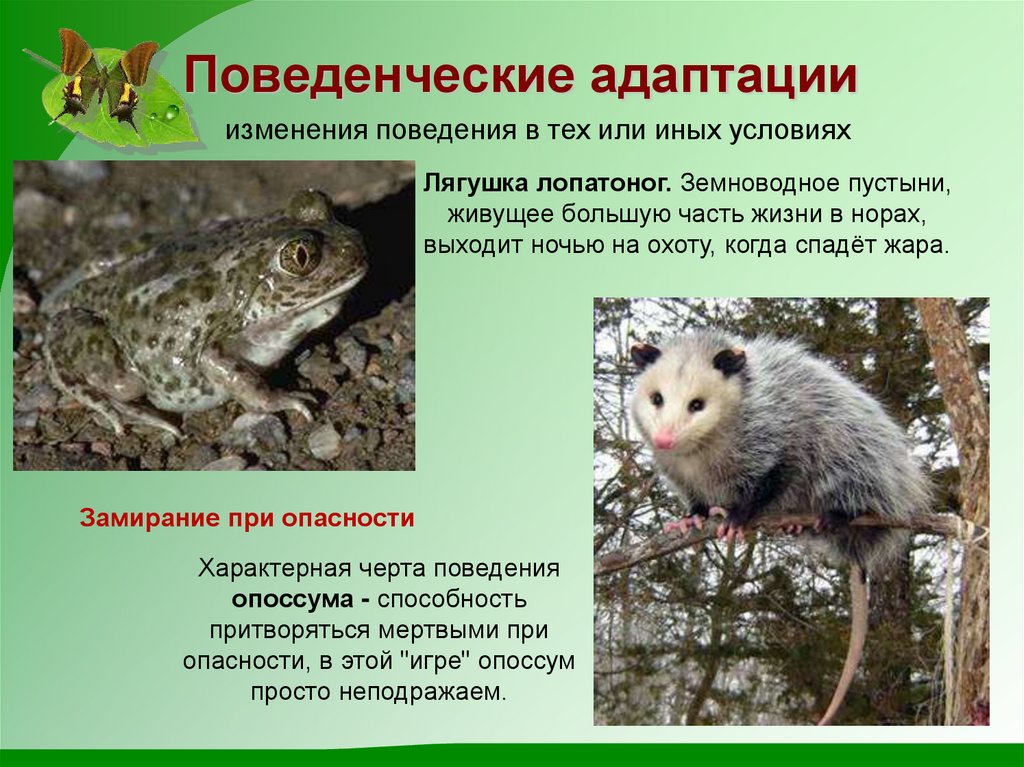 Поведенческие адаптации