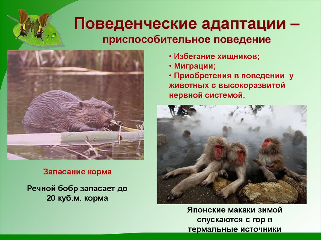 Поведенческие адаптации – приспособительное поведение