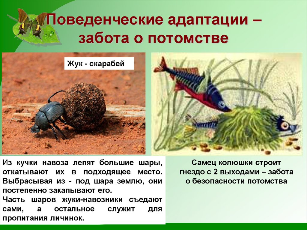 Поведенческие адаптации – забота о потомстве