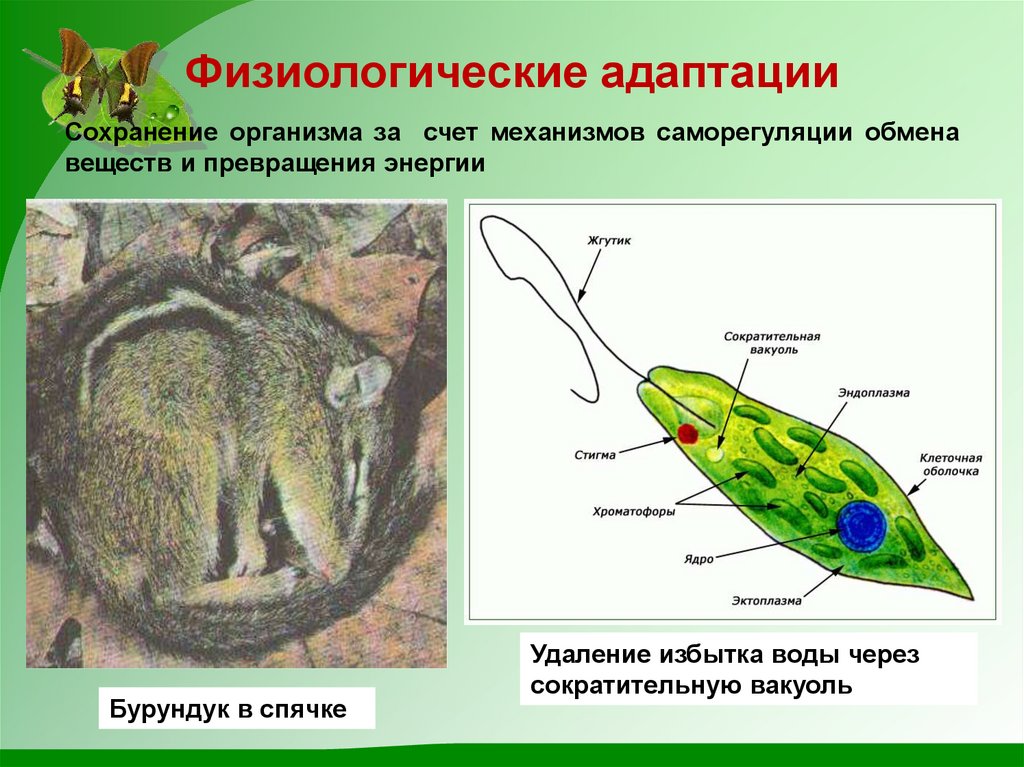 Физиологические адаптации