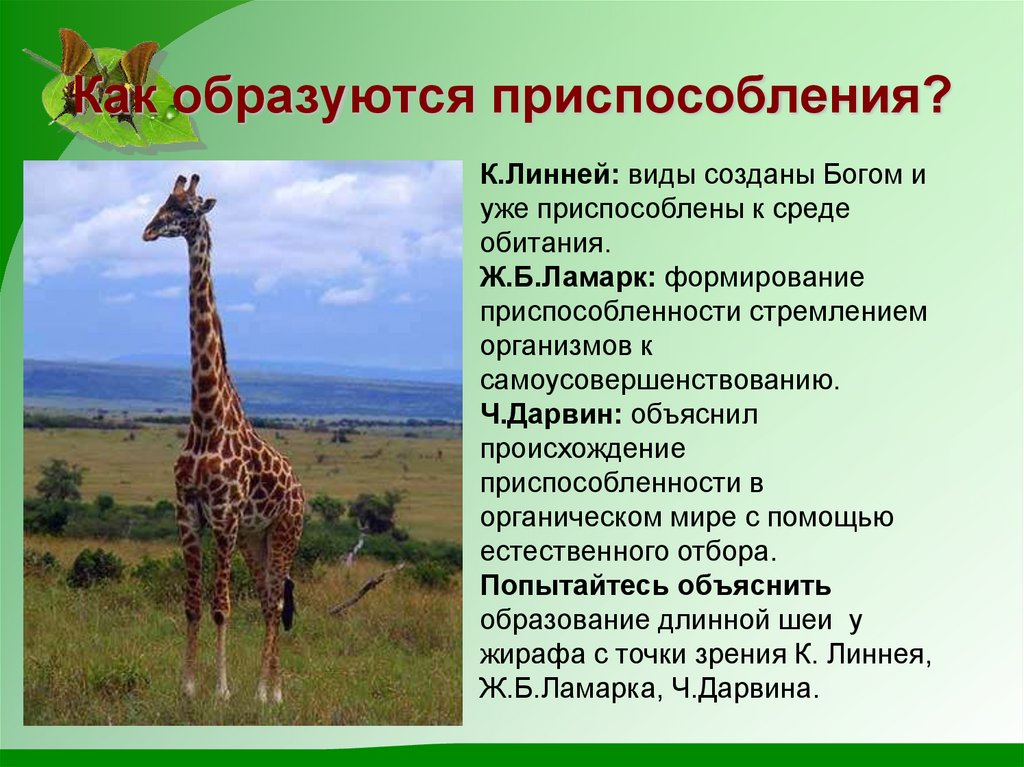 Как образуются приспособления?