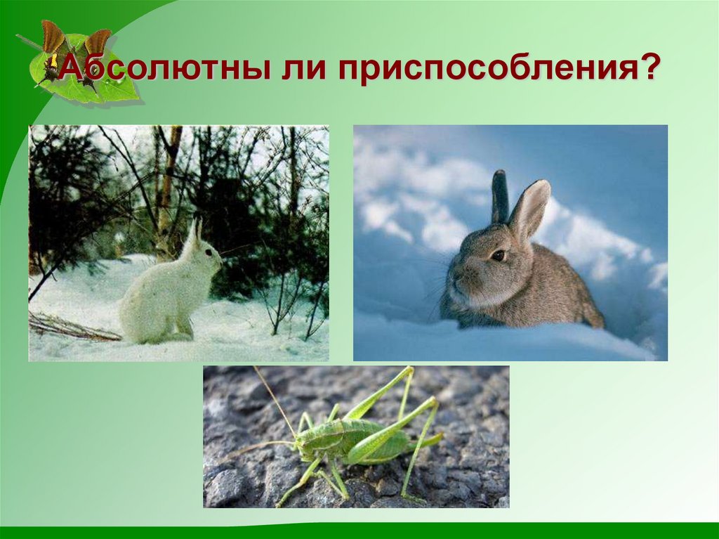 Абсолютны ли приспособления?