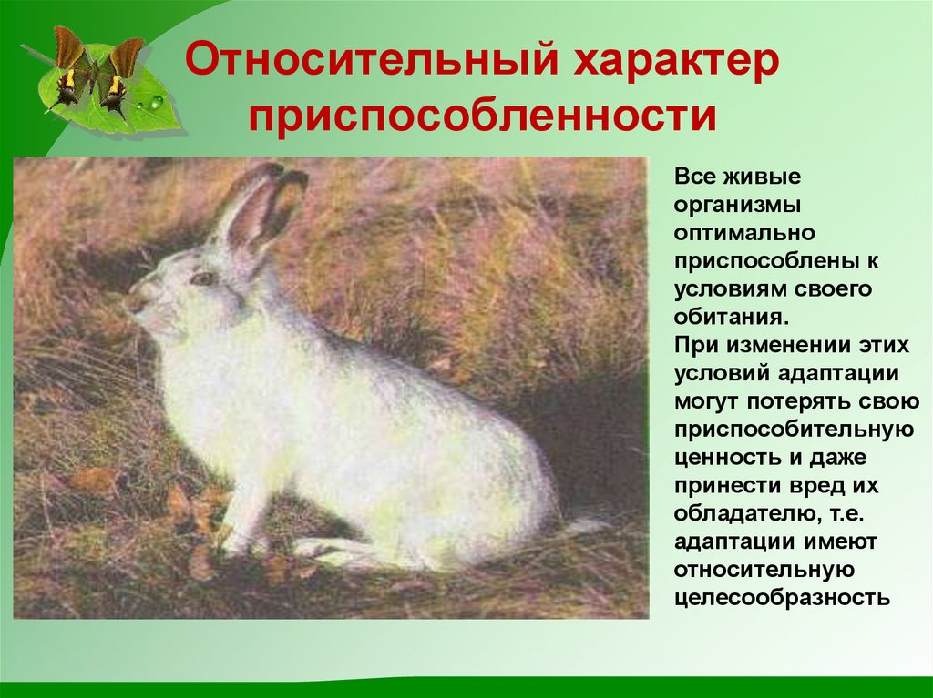 Относительный характер приспособленности