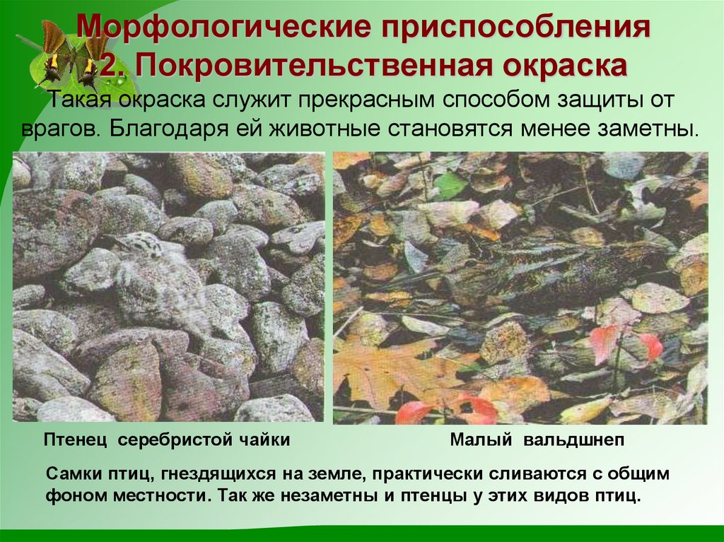 Такая окраска служит прекрасным способом защиты от врагов. Благодаря ей животные становятся менее заметны.