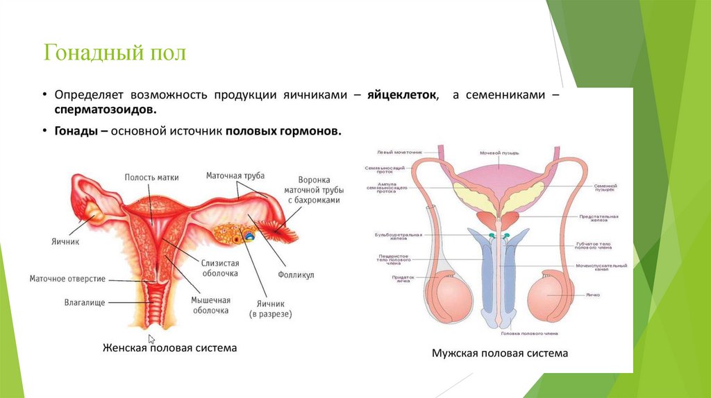 Гонадный пол