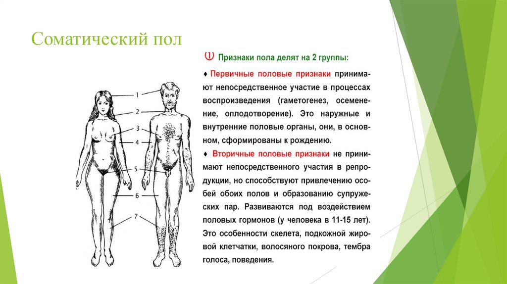 Соматический пол