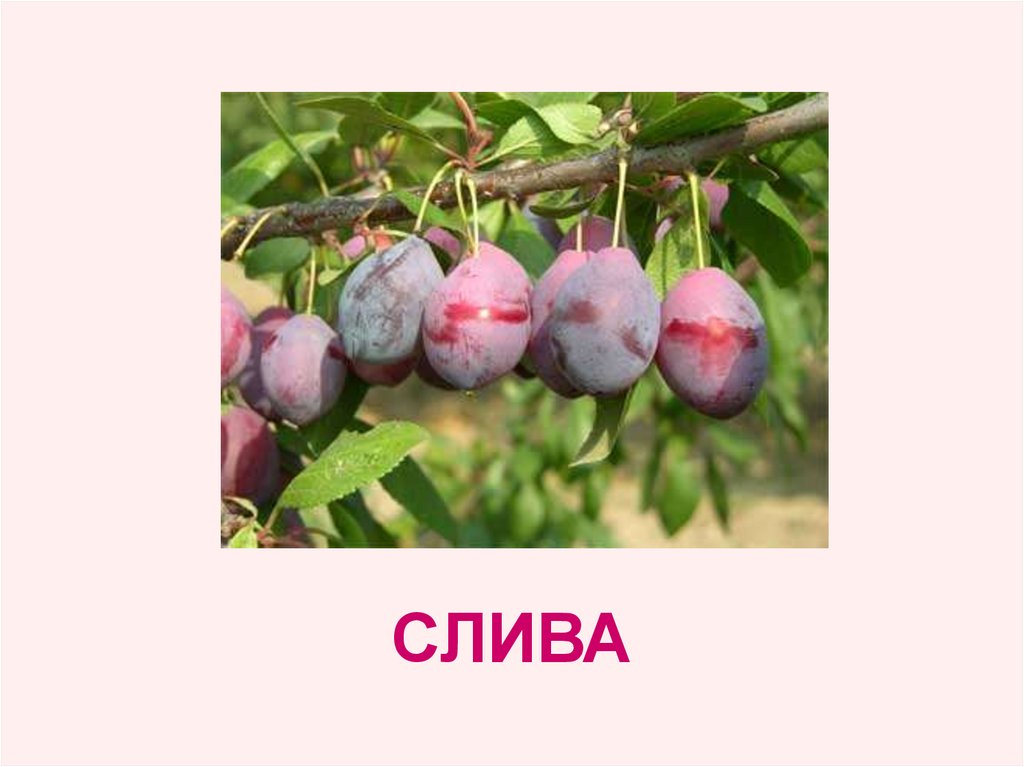 СЛИВА