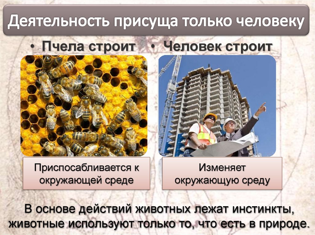 Деятельность присуща только человеку
