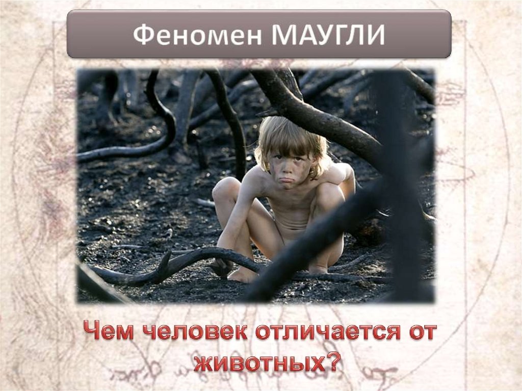 Феномен МАУГЛИ