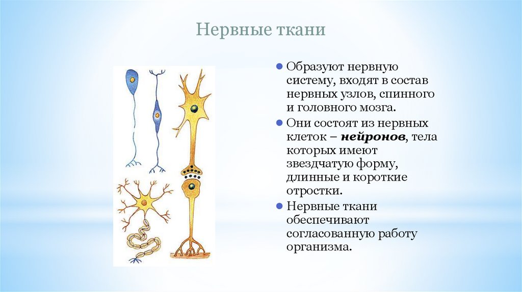 Нервные ткани