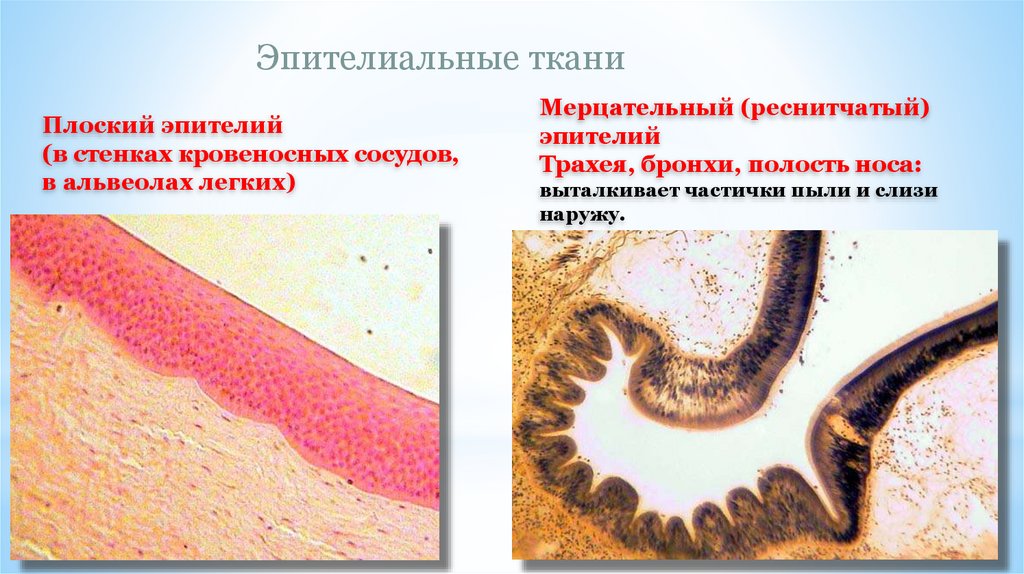 Эпителиальные ткани