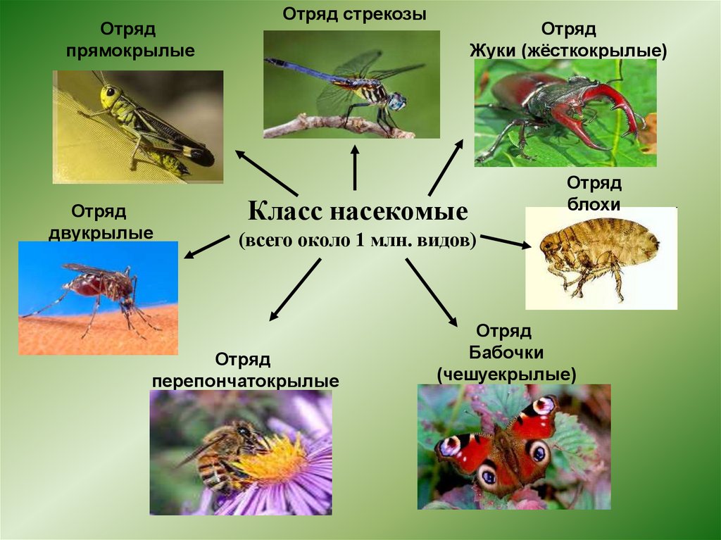 Класс насекомые (всего около 1 млн. видов)