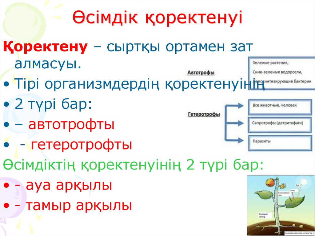 Өсімдік қоректенуі