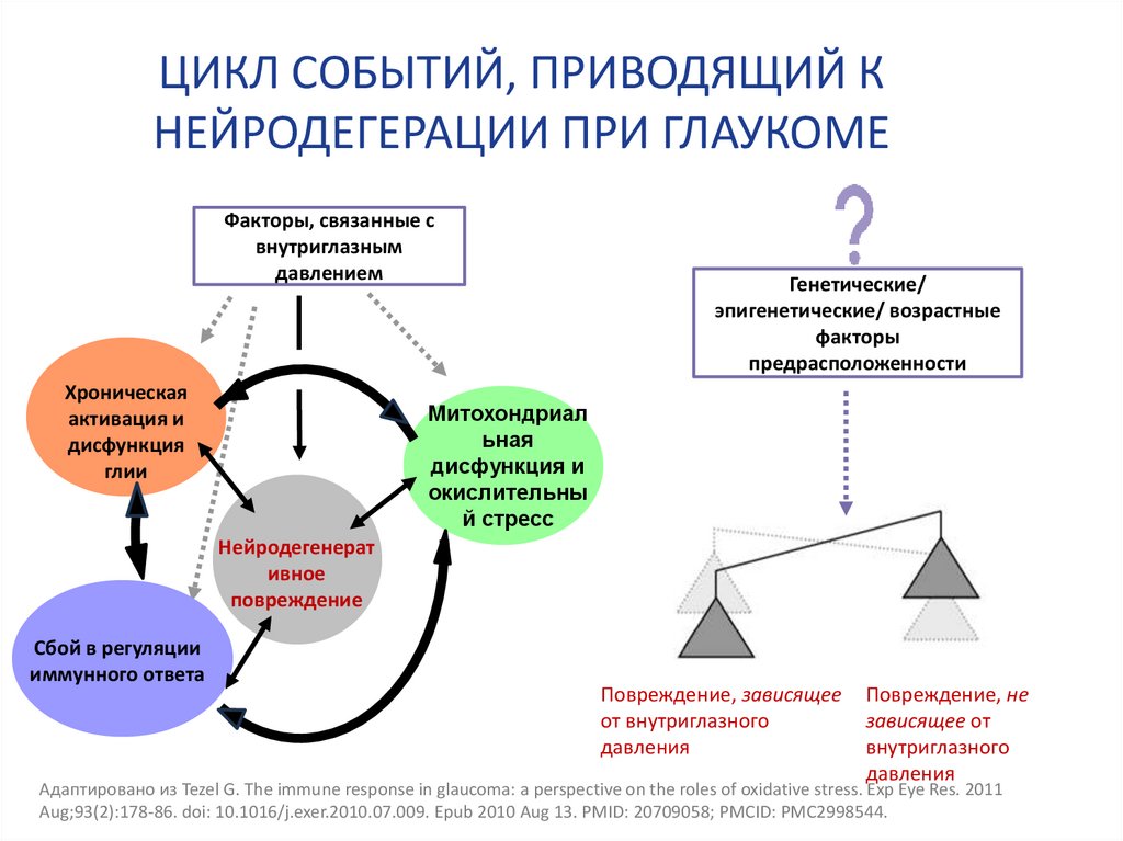 ЦИКЛ СОБЫТИЙ, ПРИВОДЯЩИЙ К НЕЙРОДЕГЕРАЦИИ ПРИ ГЛАУКОМЕ
