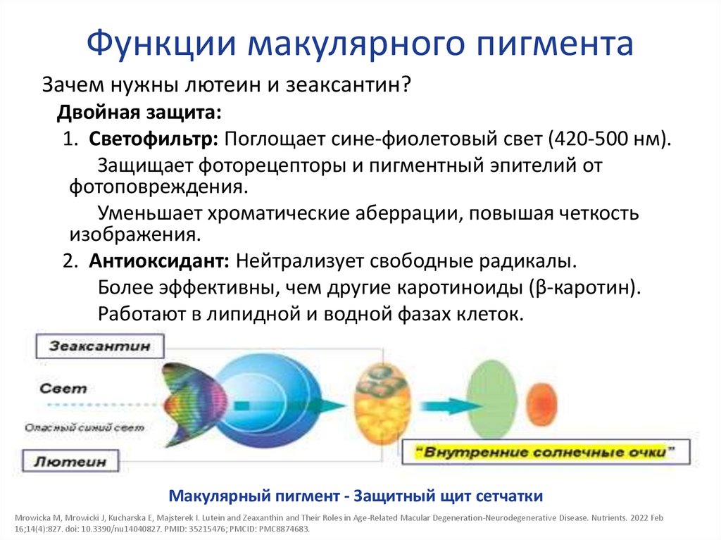 Функции макулярного пигмента