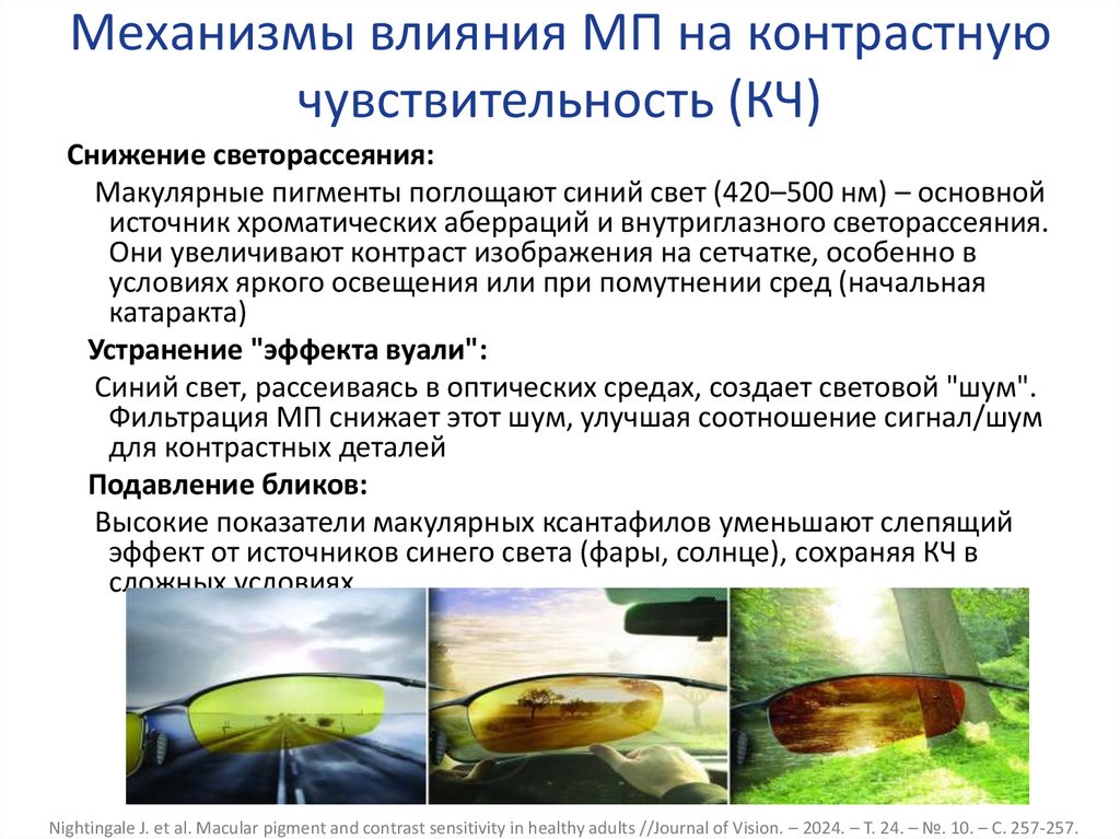 Механизмы влияния МП на контрастную чувствительность (КЧ)