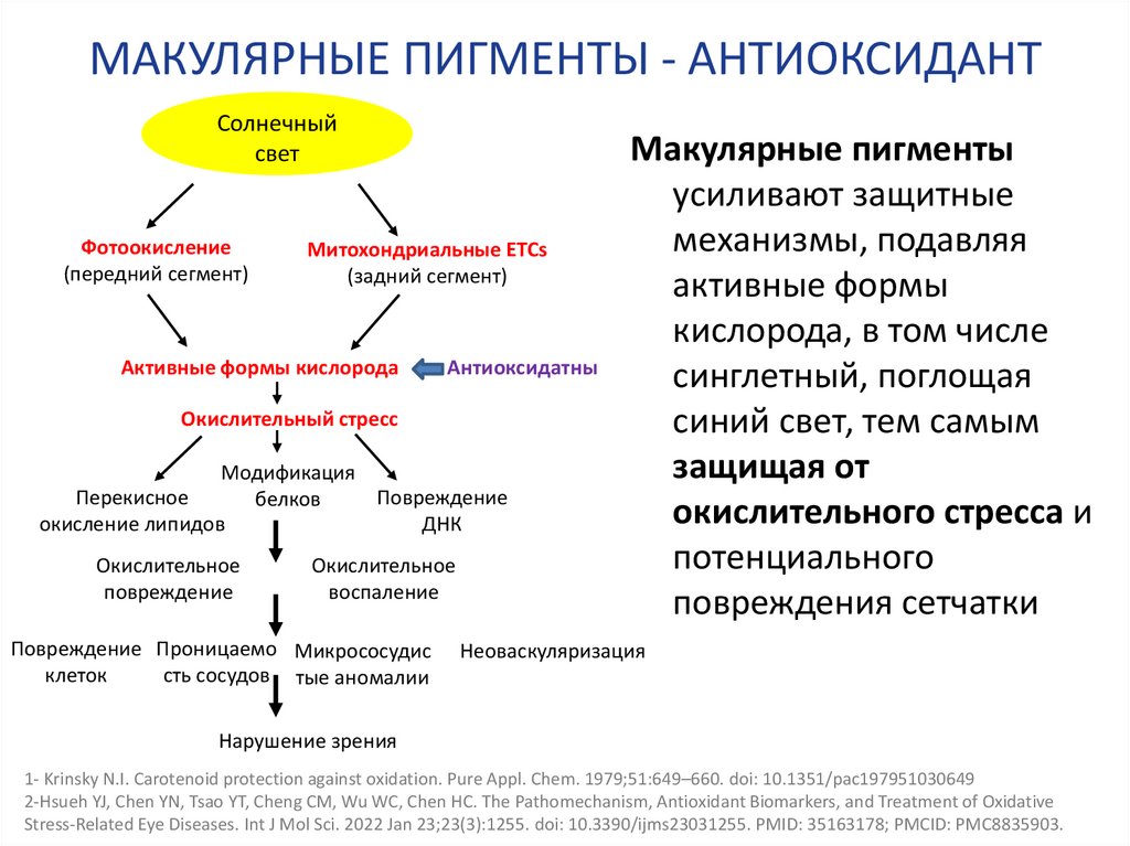 МАКУЛЯРНЫЕ ПИГМЕНТЫ - АНТИОКСИДАНТ