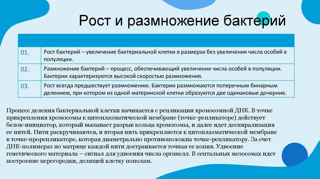 Рост и размножение бактерий