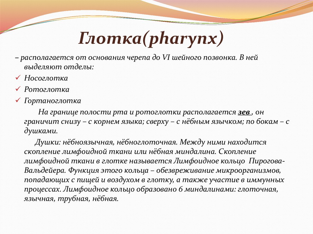 Глотка(pharynx)