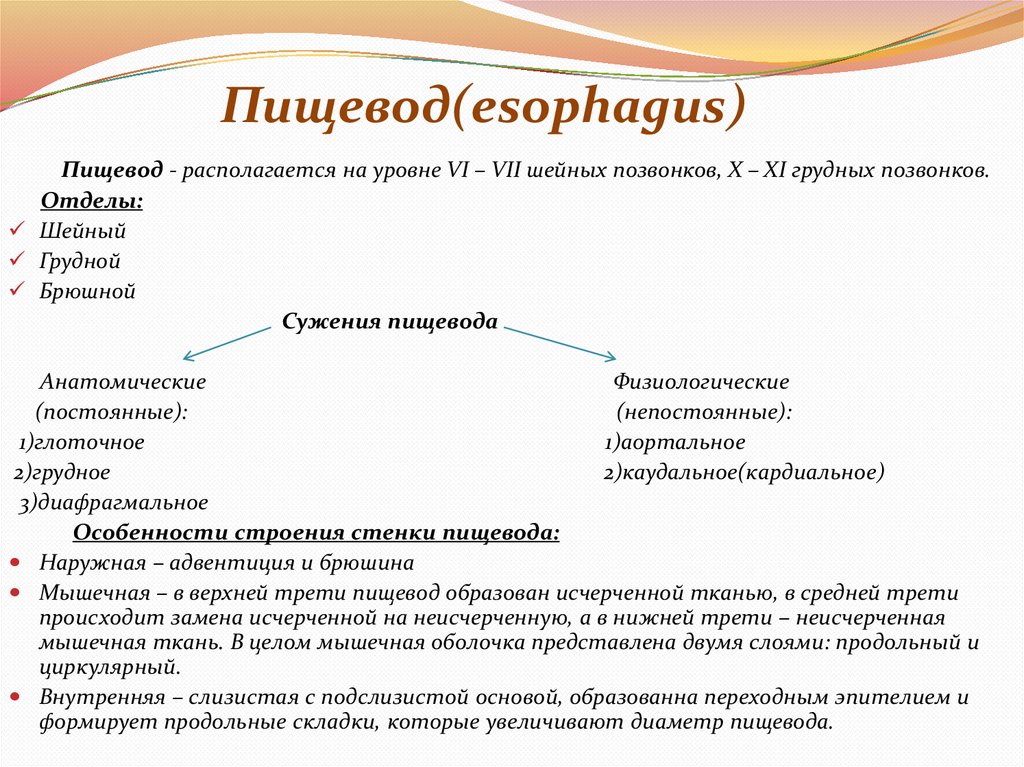 Пищевод(esophagus)