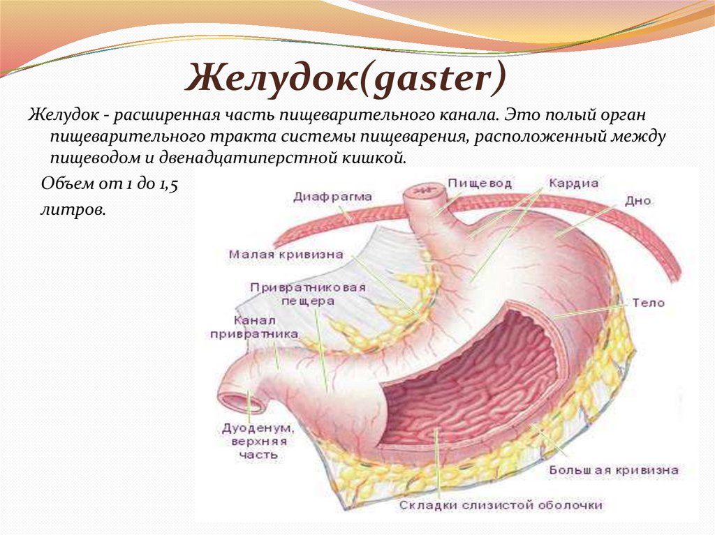 Желудок(gaster)
