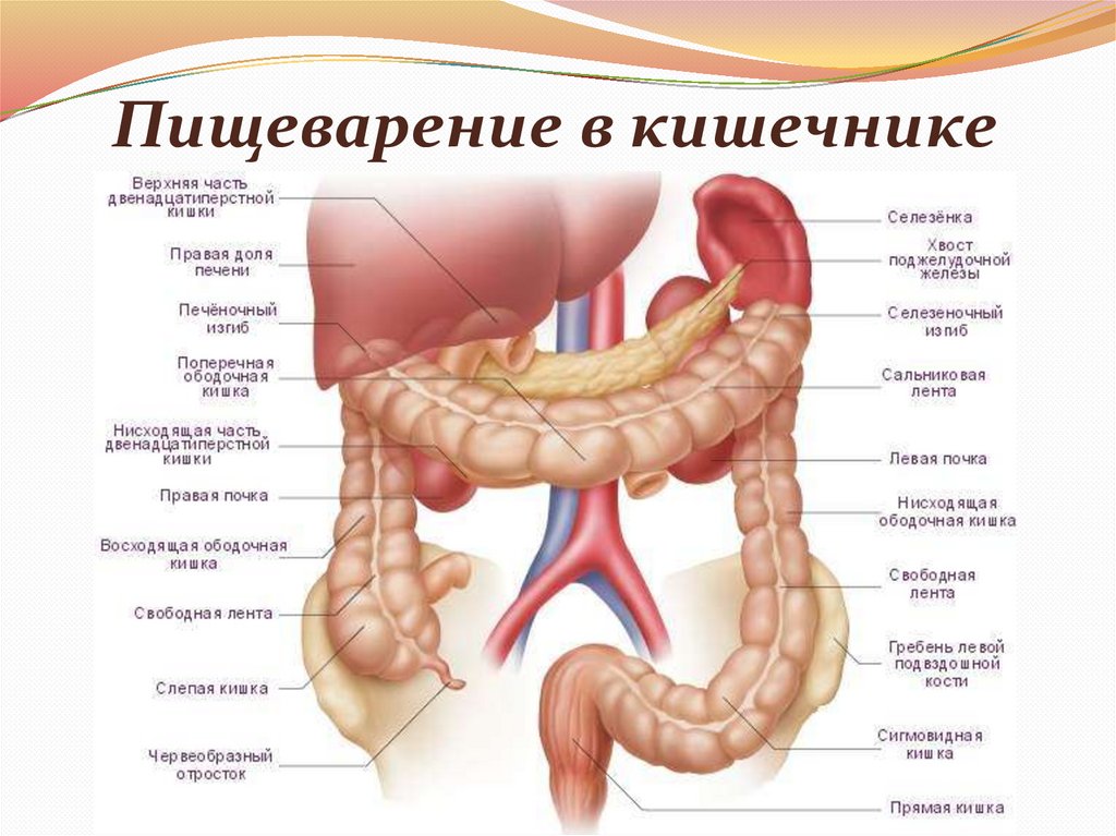 Пищеварение в кишечнике