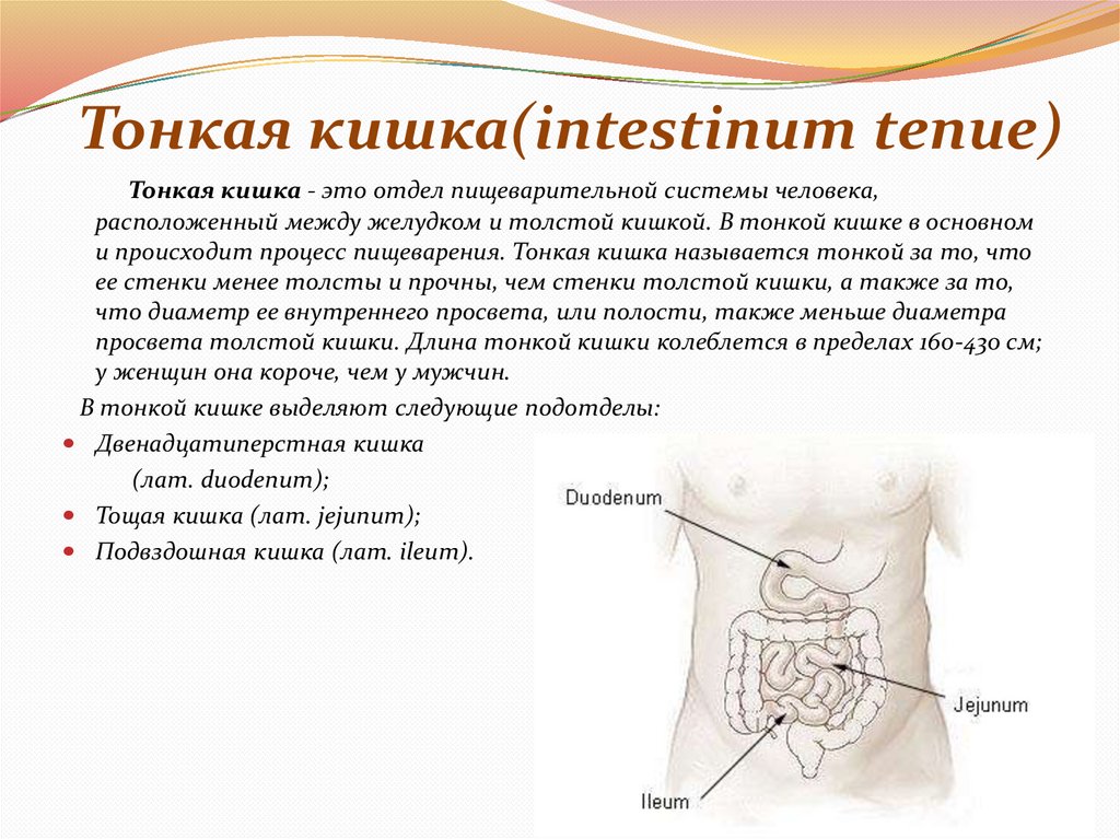 Тонкая кишка(intestinum tenue)