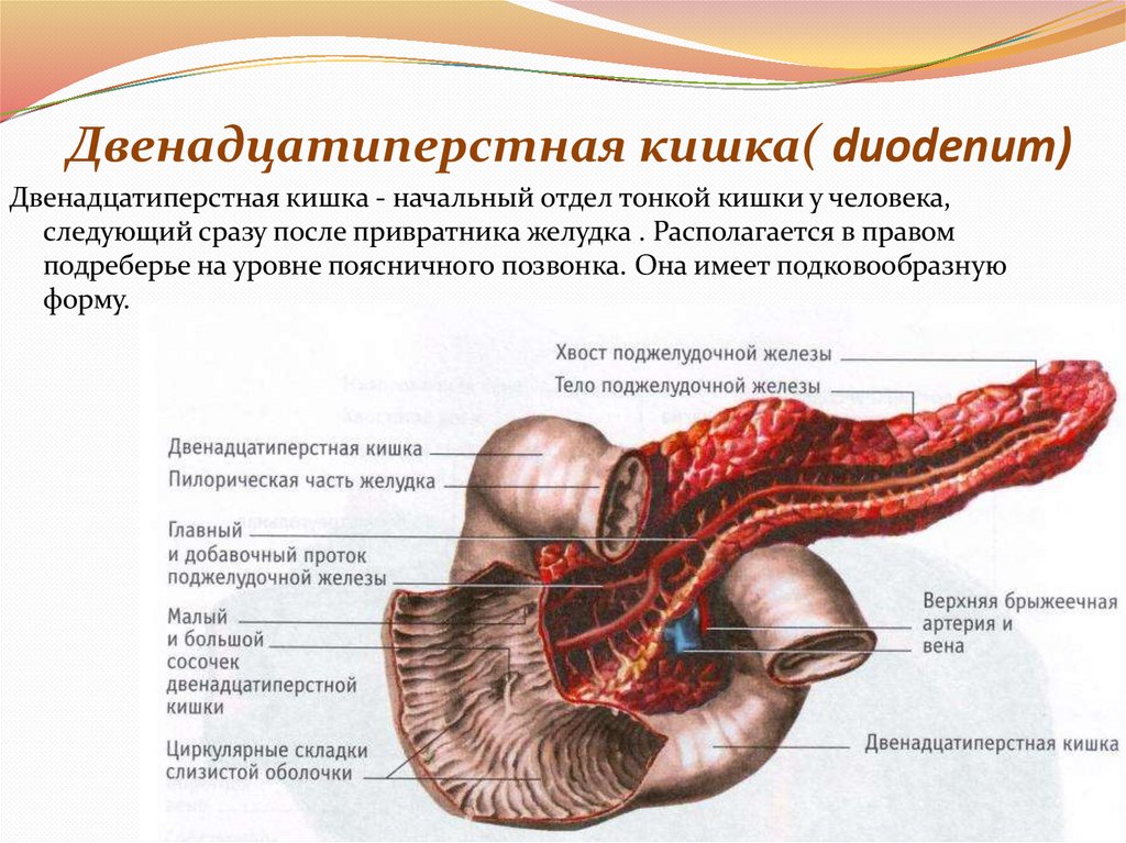 Двенадцатиперстная кишка( duodenum)