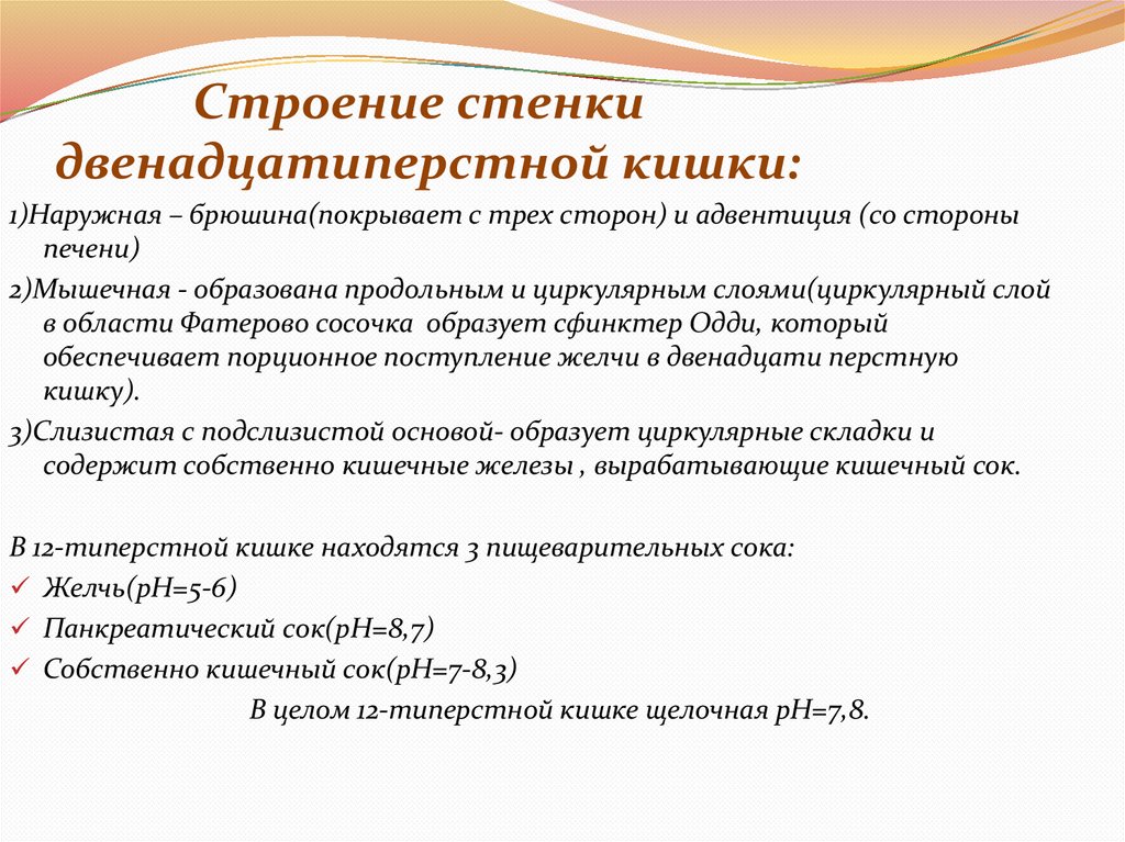 Строение стенки двенадцатиперстной кишки: